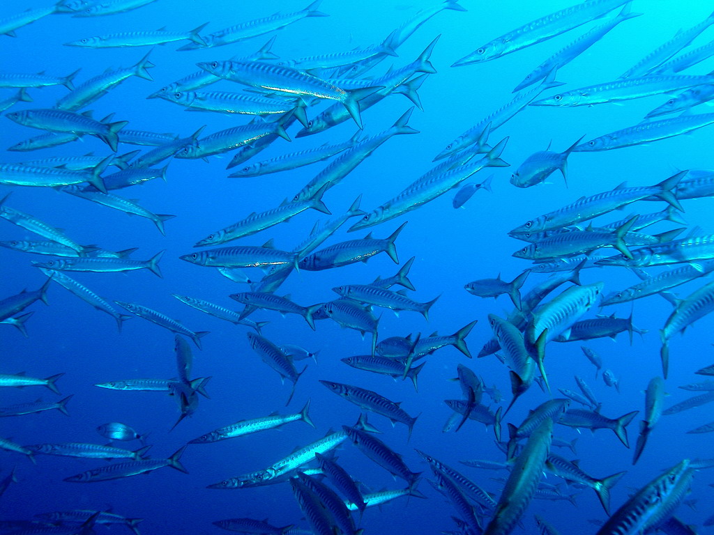 Barracuda al Circeo Sphyraena viridensis